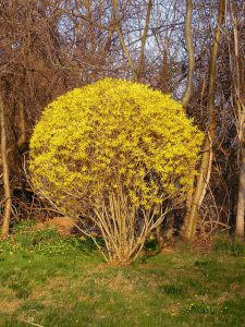 forsythia